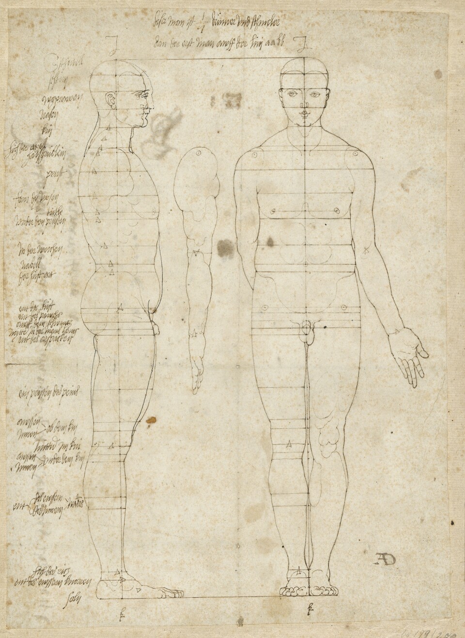Anatomische Zeichnung eines menschlichen Körpers mit Proportionslinien und handschriftlichen Notizen